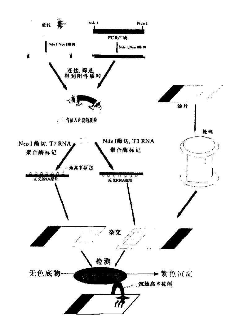 Synthetic detection kit for hybridization in situ and detection method