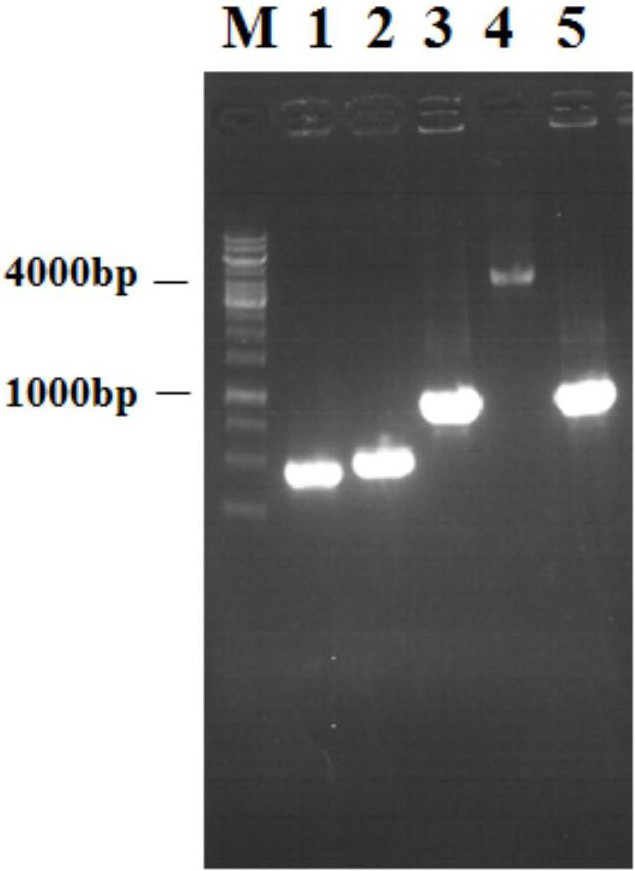 A kind of genetically engineered bacteria producing n-acetylglucosamine and its application