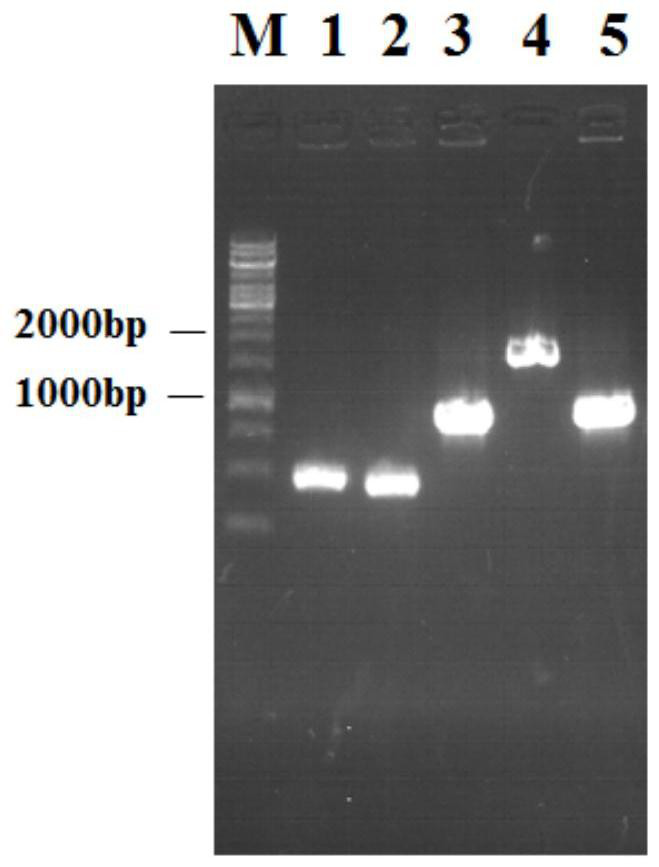 A kind of genetically engineered bacteria producing n-acetylglucosamine and its application