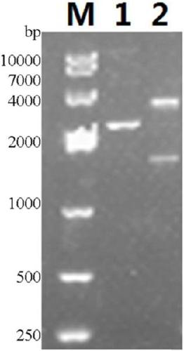 Expression of recombinant human papilloma virus 52 subtype protein