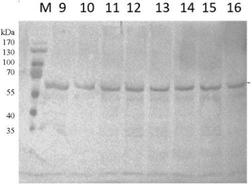 Expression of recombinant human papilloma virus 52 subtype protein