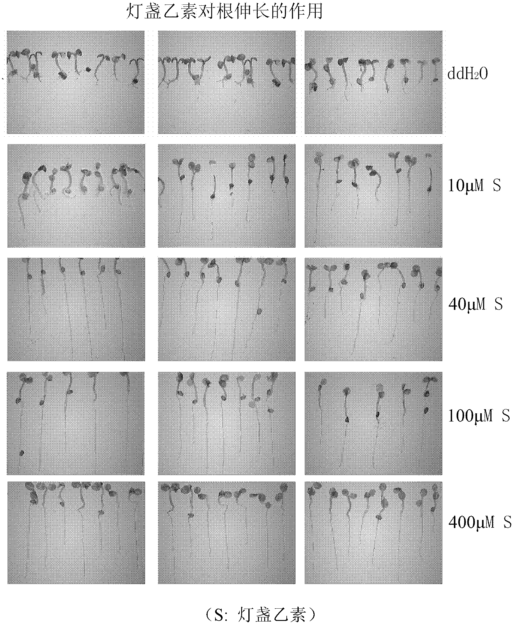 Parahormone promoting plant root elongation and application thereof