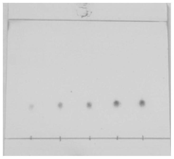 Separation and preparation method of high-purity oleuropein