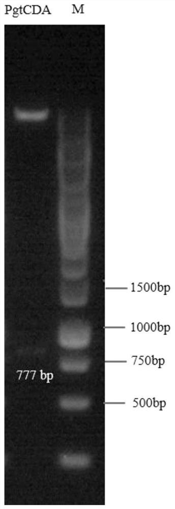 Puccinia graminis chitin deacetylase as well as preparation method and application thereof