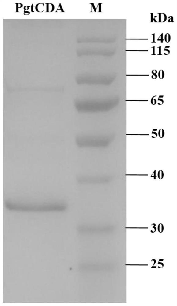 Puccinia graminis chitin deacetylase as well as preparation method and application thereof