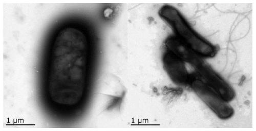 Degradative bacteria capable of degrading allelochemicals in plant root exudates and application of degradative bacteria