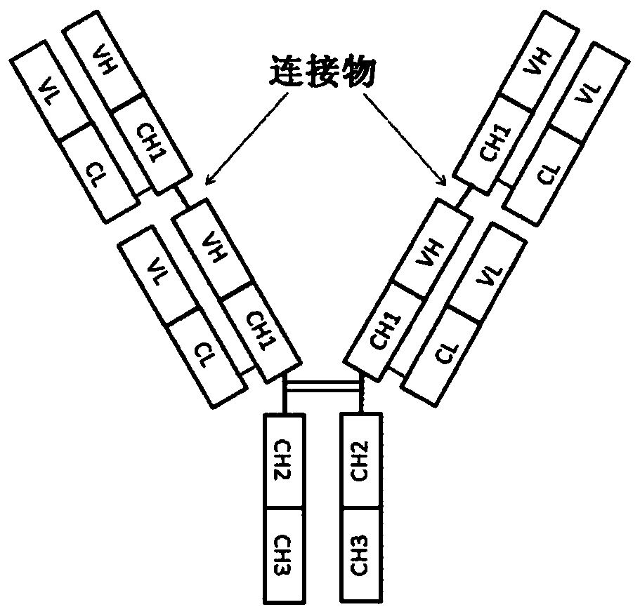 Novel anti-human tie-2 antibody