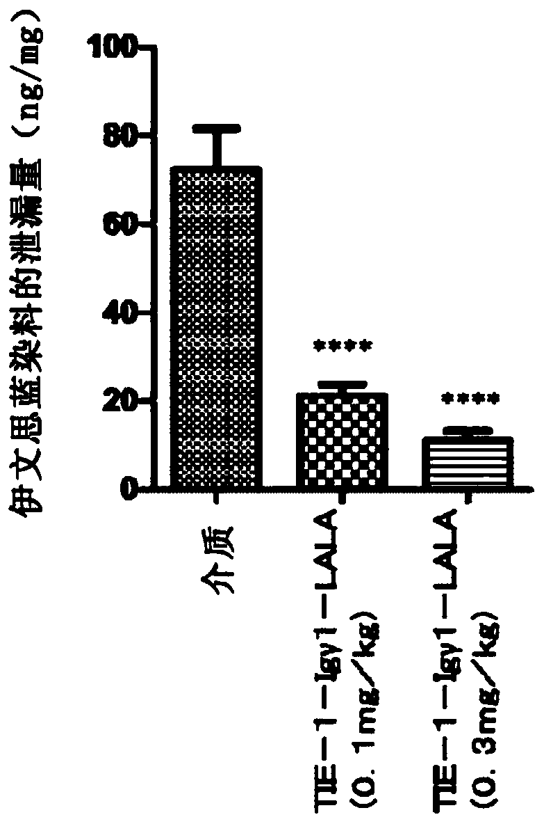 Novel anti-human tie-2 antibody