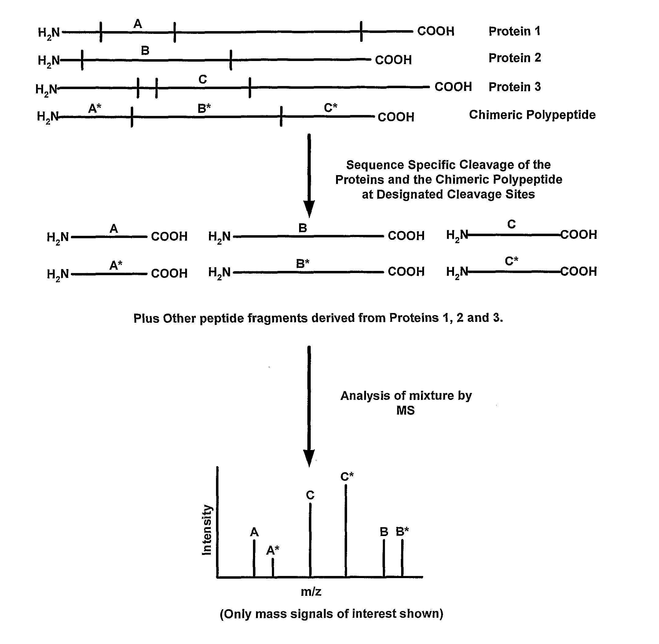 Methods For Making And Using Mass Tag Standards For Quantitative Proteomics
