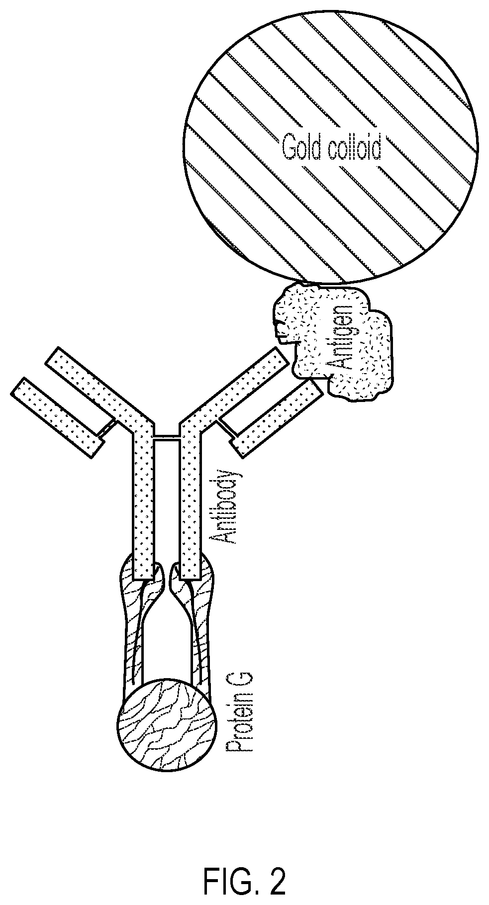 Lateral Flow Device for Detecting SARS-CoV-2 Antibodies in Human and Animal Samples