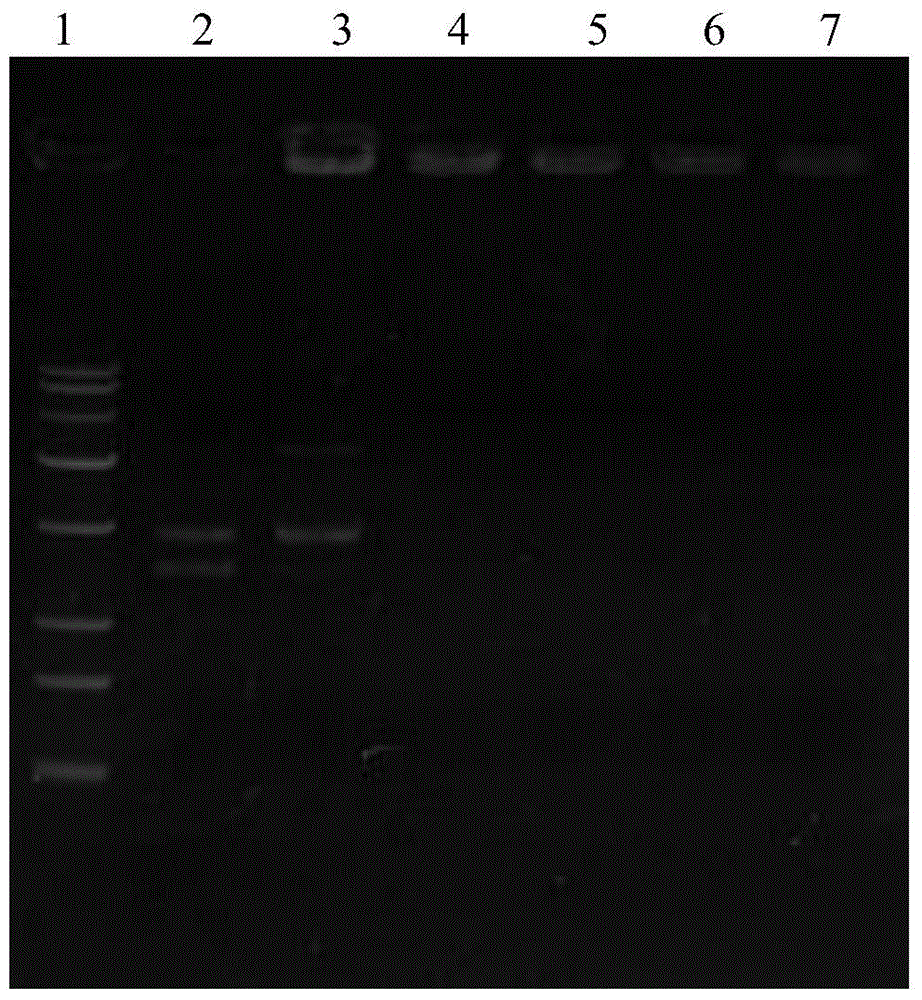 A DNA vaccine containing Newcastle disease ag@sio  <sub>2</sub> Preparation method of nanoparticles