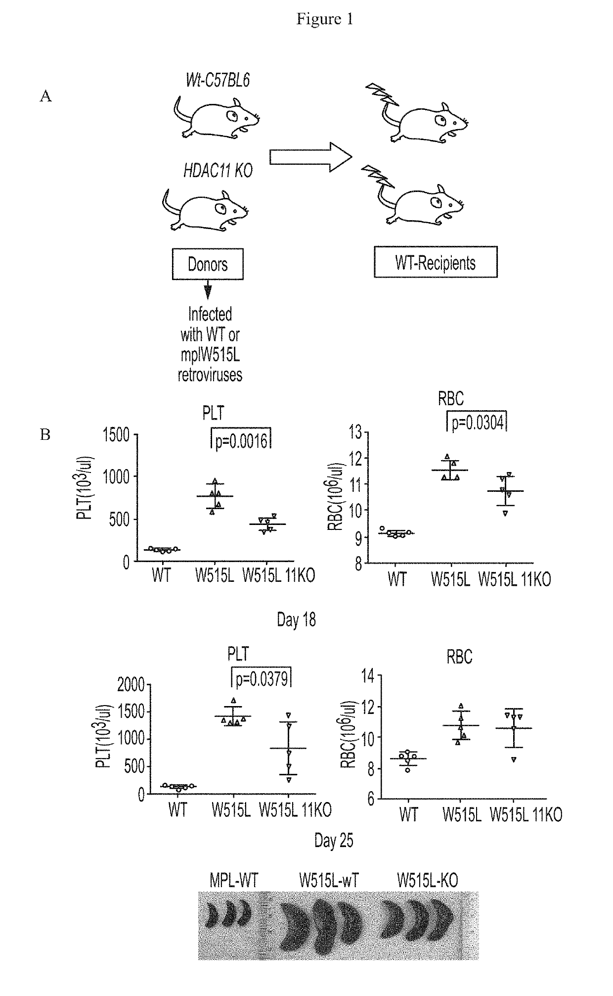 Methods using HDAC11 inhibitors