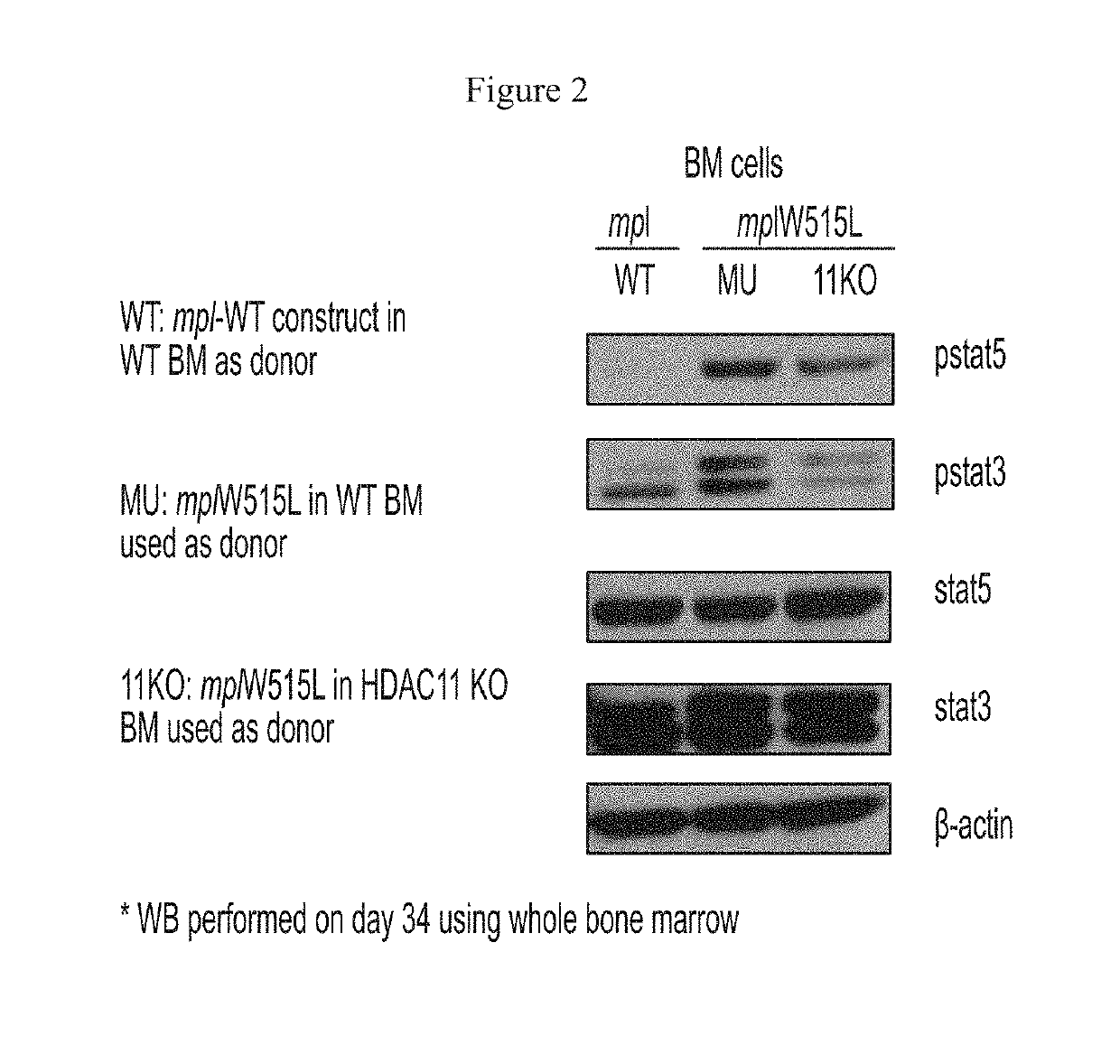 Methods using HDAC11 inhibitors