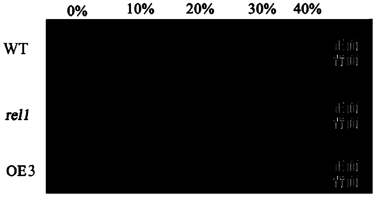 Application of Rice rel1 Gene in Improving Plant Resistance to Drought Stress