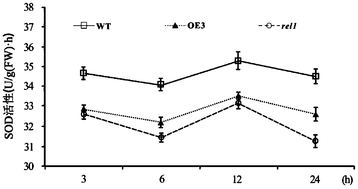 Application of Rice rel1 Gene in Improving Plant Resistance to Drought Stress