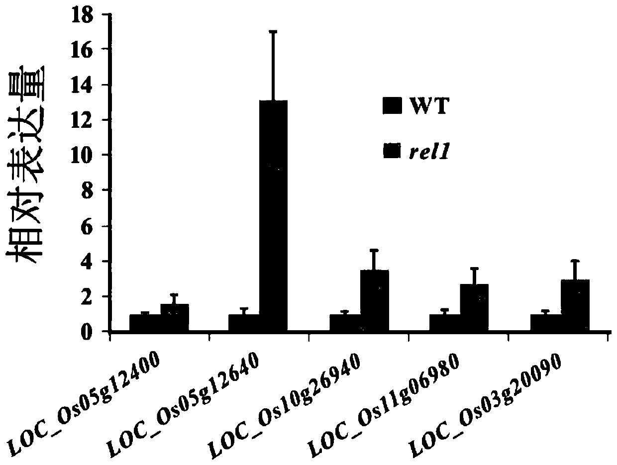 Application of Rice rel1 Gene in Improving Plant Resistance to Drought Stress