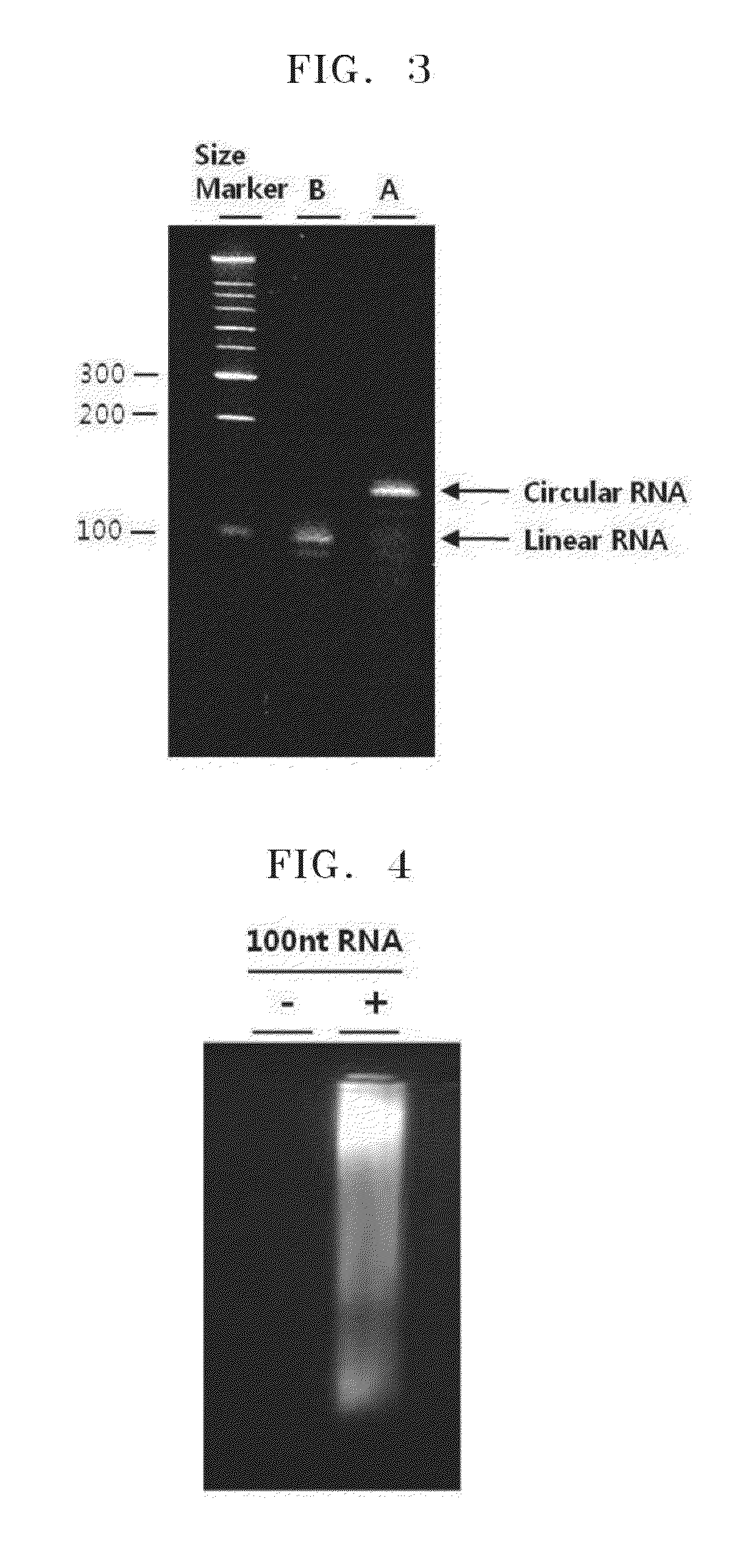 Method of determining a ratio of RNA species in a sample