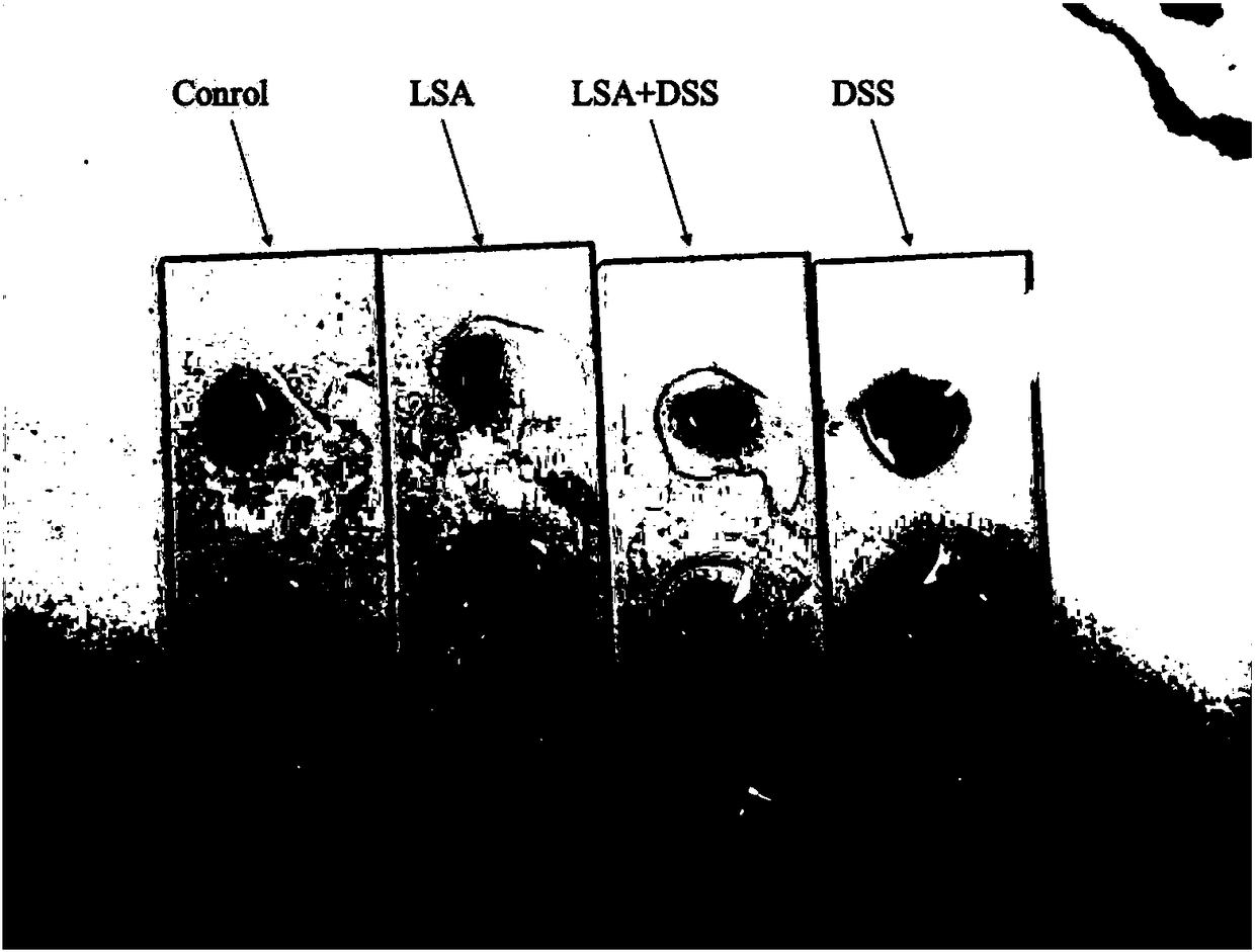 Establishment method of mouse influence model on ulcerative colitis by selenized oligomeric aminopolysaccharide (LSA)