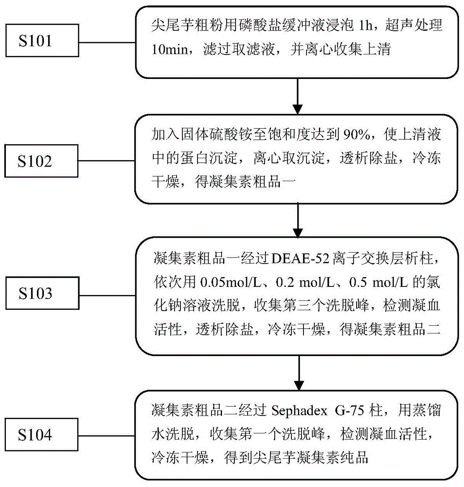 Separation and purification method of agglutinin from alocasia cucullata