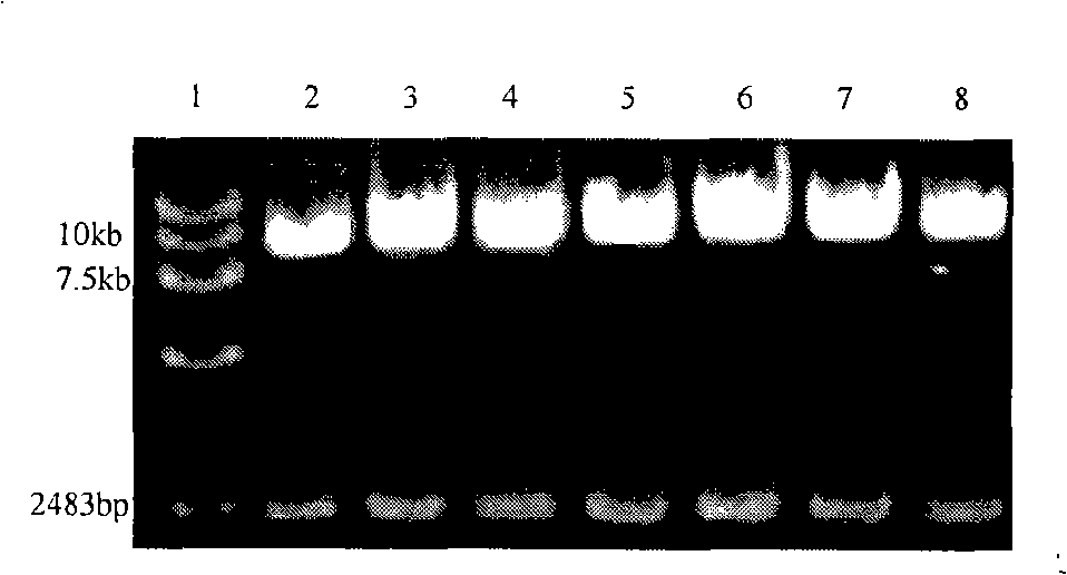 Common expression CTLA4Ig and CTLA4 recombinant adenovirus carrier, recombinant adenovirus and uses thereof