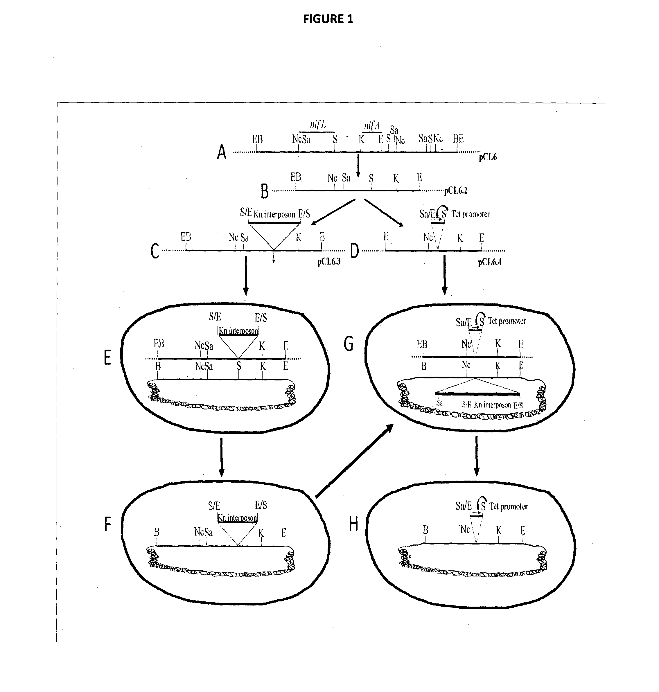 Recombinant nitrogen fixing microorganism and uses thereof