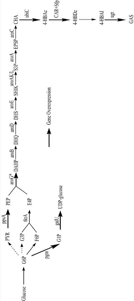 Recombinant escherichia coli for utilizing glucose to produce p-hydroxybenzyl alcohol or gastrodin and application