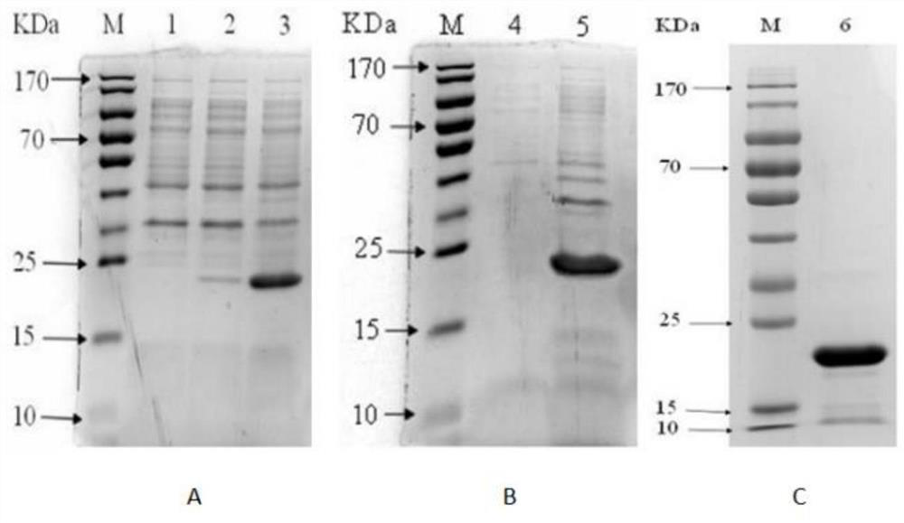 Preparation method and screening method of salmonella PagC protein monoclonal antibody
