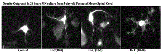 Application of A-type kreotoxin heavy chains to exciting regeneration of neurite