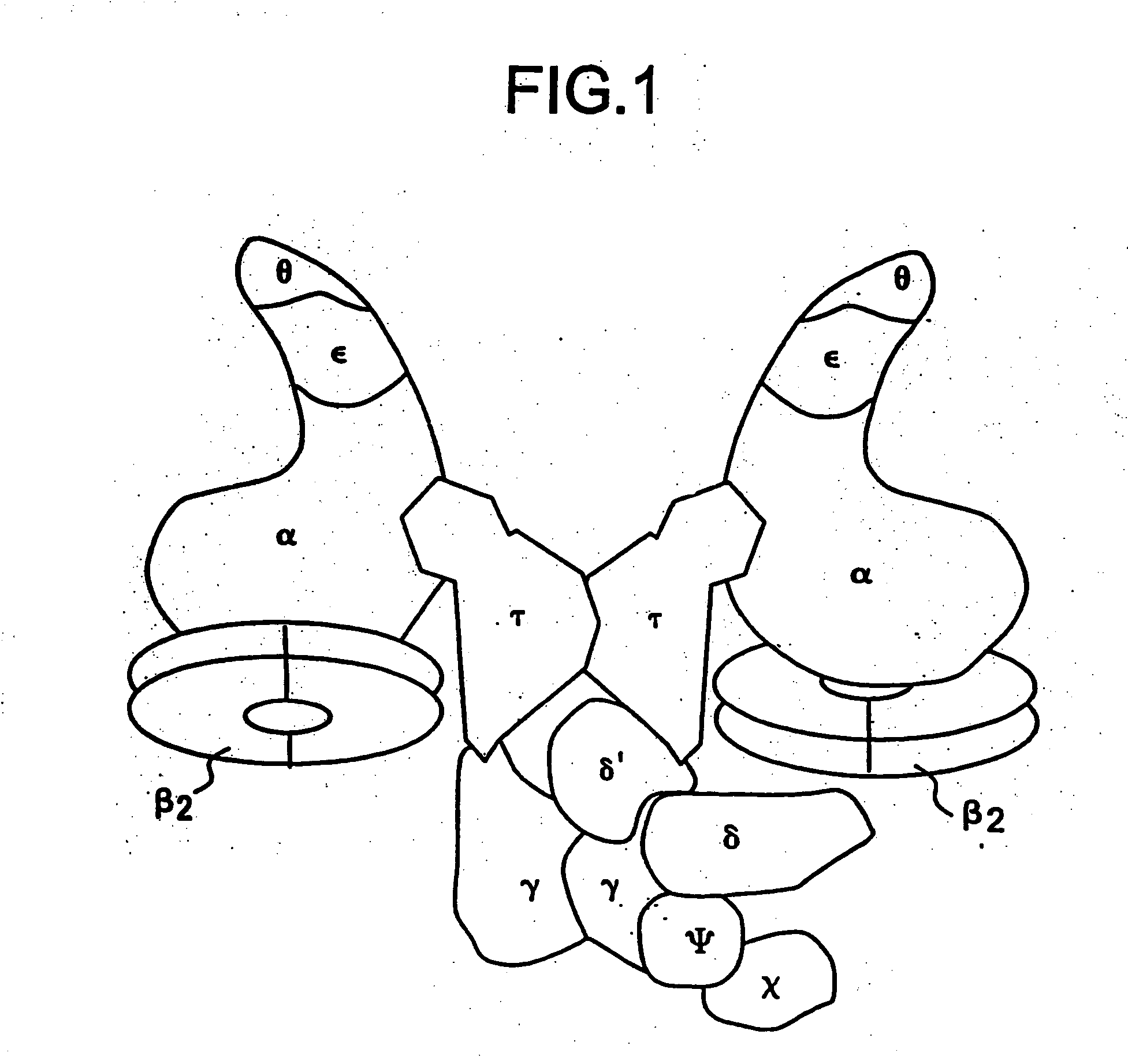 Nucleic acid encoding bacillus stearothermophilus tau polymerase subunit