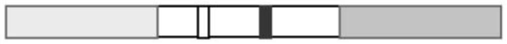 Canine coronavirus fluorescent aptamer test strip