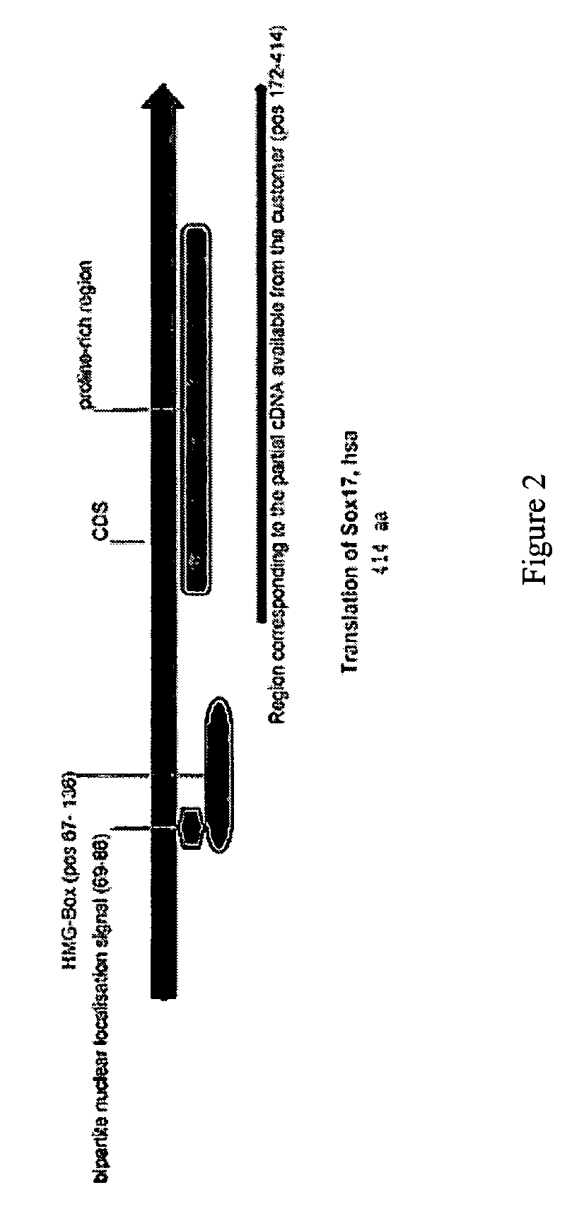 Methods for identifying factors for differentiating definitive endoderm