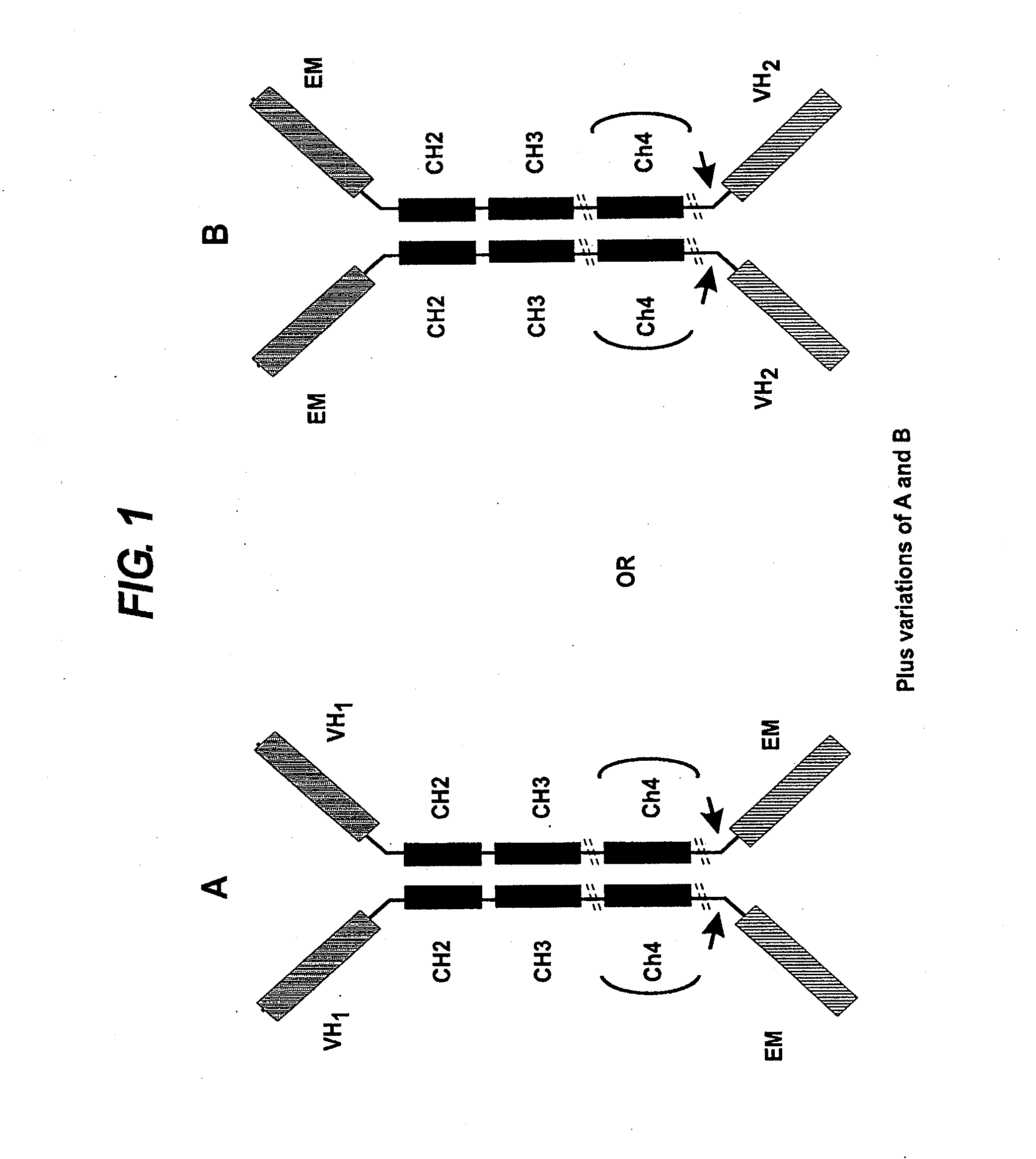 Binding molecules