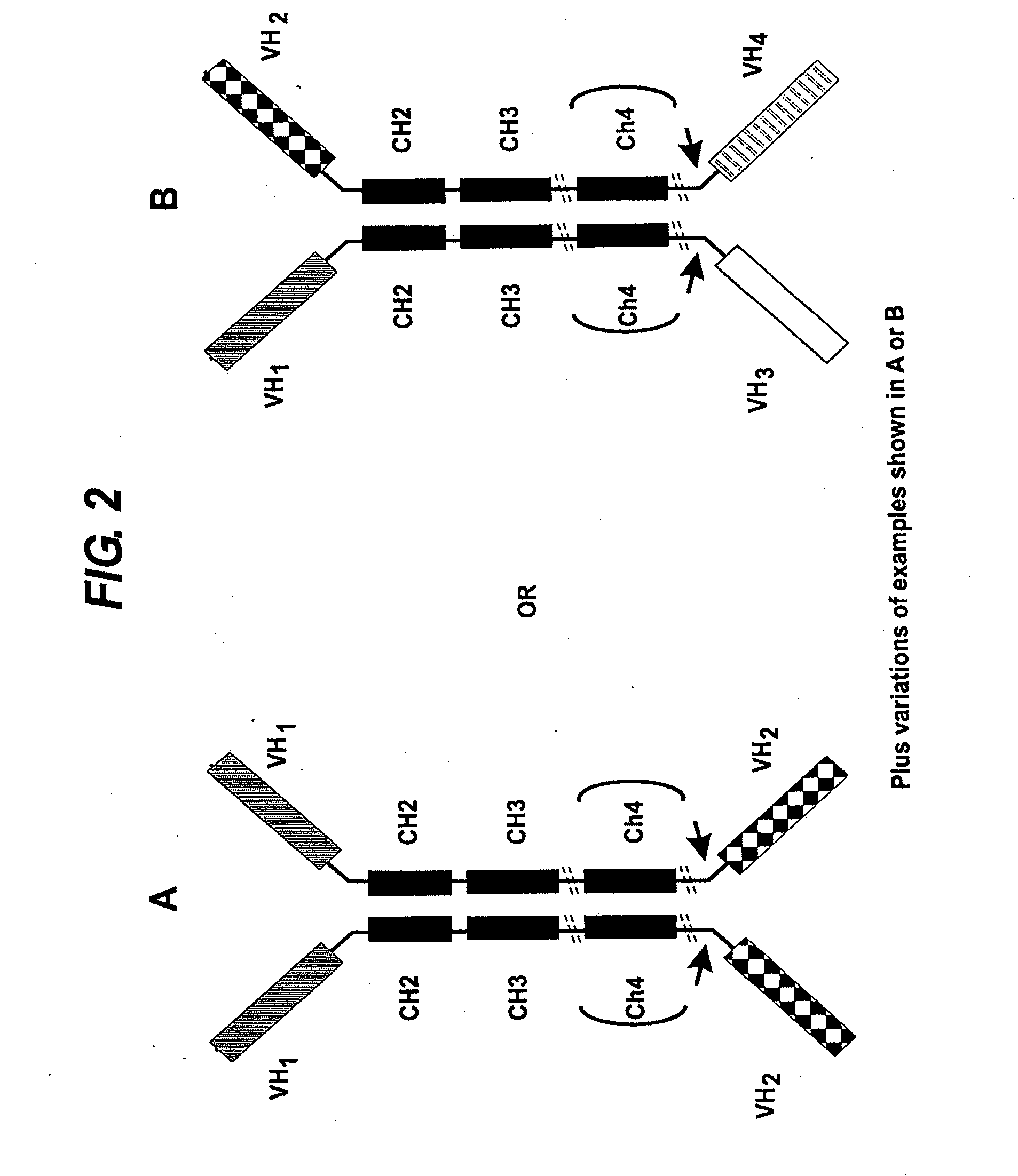 Binding molecules