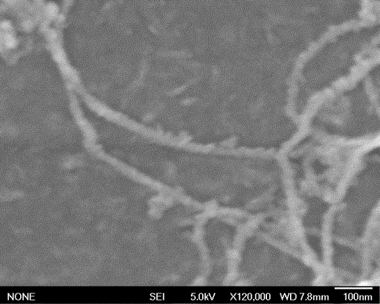 Preparation method and application of nano-wire/nano-particle modified electrode