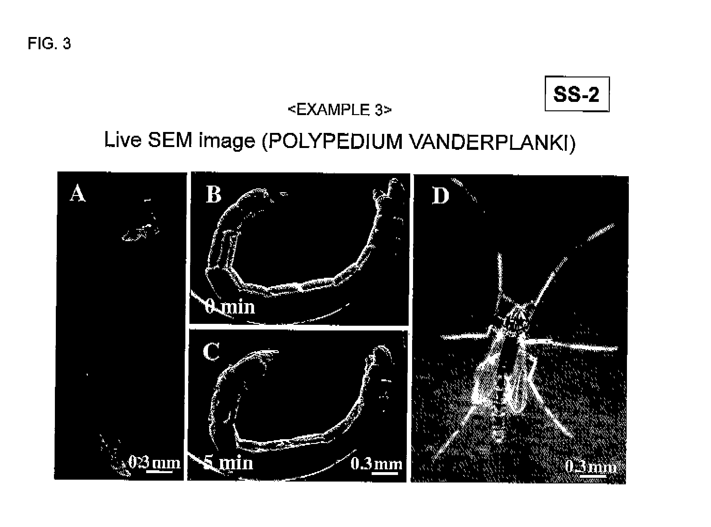 Electron microscopic observation method for observing biological sample in shape as it is, and composition for evaporation suppression under vacuum, scanning electron microscope, and transmission electron microscope used in the method