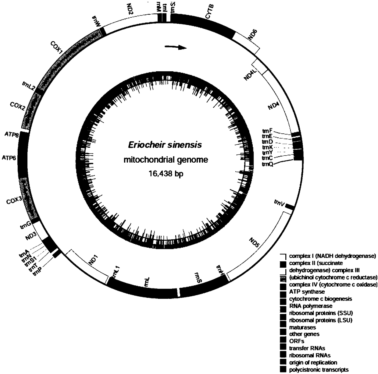 Method for precisely determining mitochondrion whole genome sequence of eriocheir sinensis