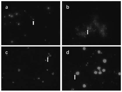 Microalgae symbiotic bacteria isolation medium, isolation method and high-throughput screening method for key bacteria affecting microalgae growth