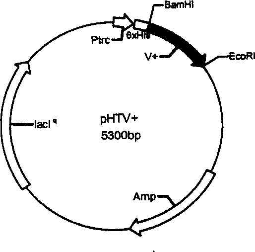 Recombinant protein molecule for inhibiting attack and transfer of cancer cell and angiogenesis