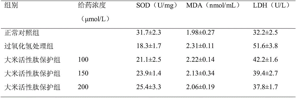 Application of rice bioactive peptide in preparing antioxidant for protecting endothelial progenitor cells