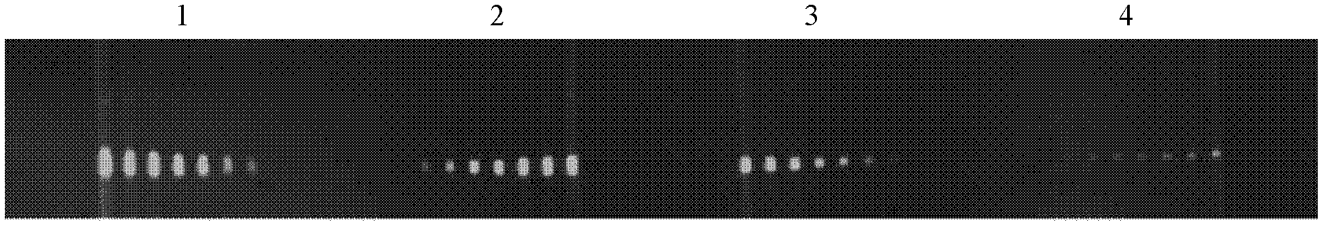 Multiphase microfluidic immunoblotting chip, and preparation method and application thereof