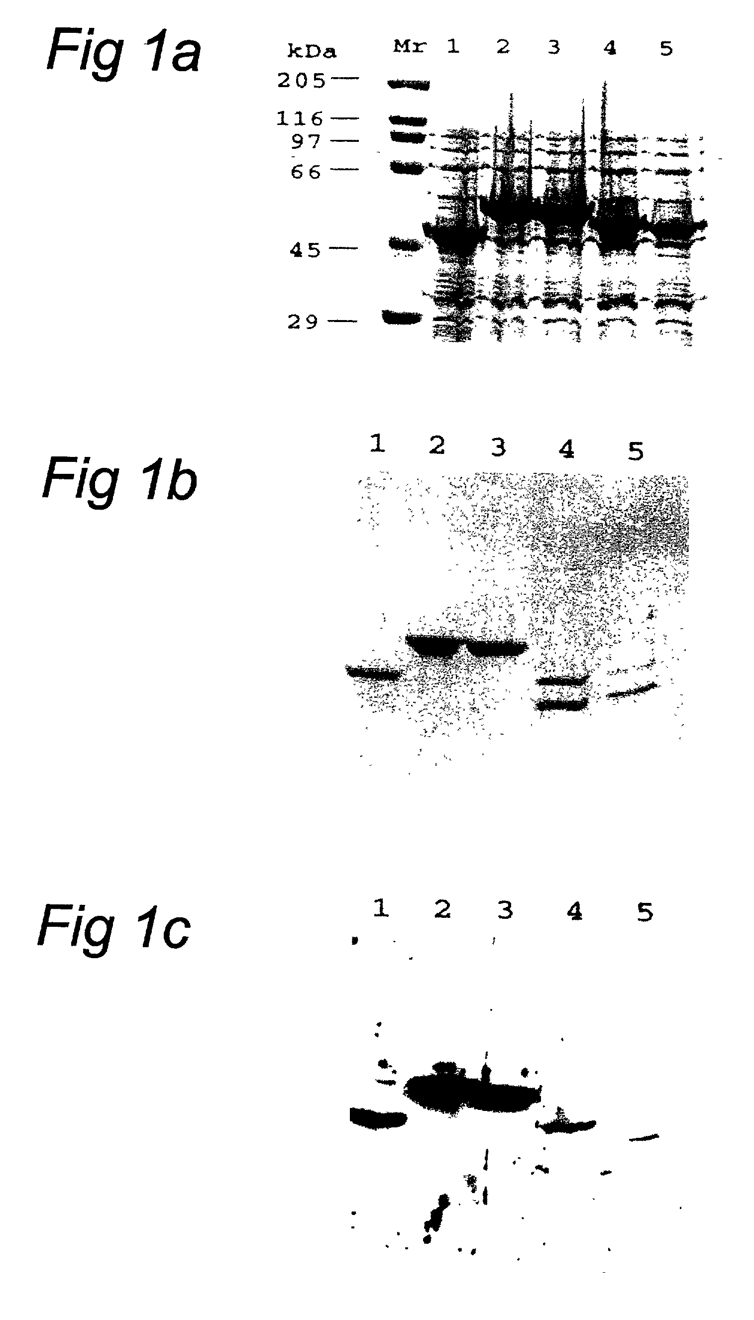 Chimeric gene formed of the DNA sequences that encode the antigenic determinants of four proteins of L. infantum, useful for serologic diagnosis of canine leishmaniosis and protein obtained