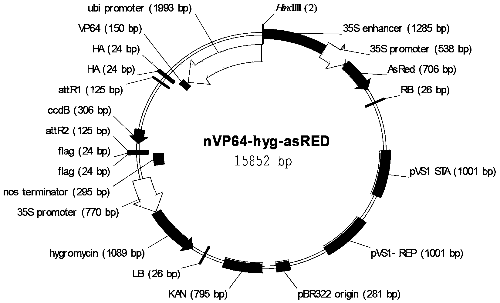 Application of rice transcription factor Os11g31340.1 gene CDS (Coding Sequence)