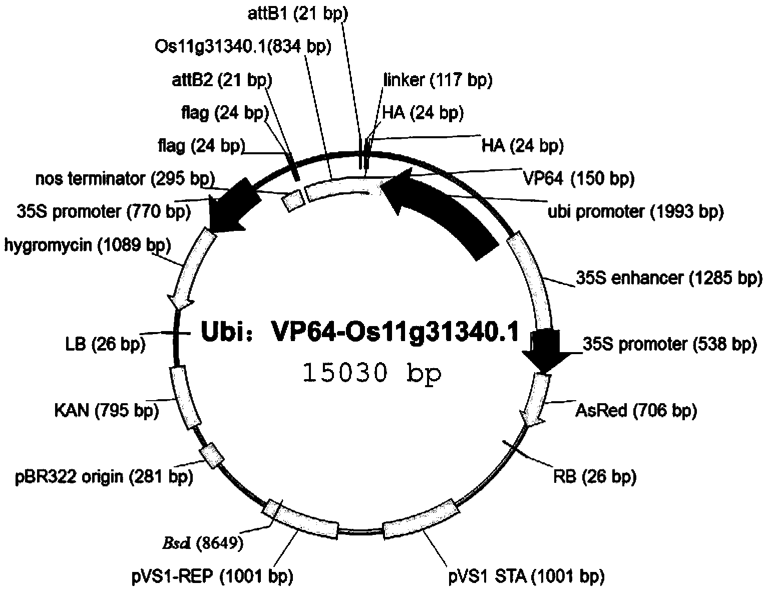 Application of rice transcription factor Os11g31340.1 gene CDS (Coding Sequence)