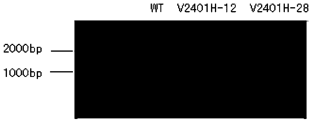 Application of rice transcription factor Os11g31340.1 gene CDS (Coding Sequence)