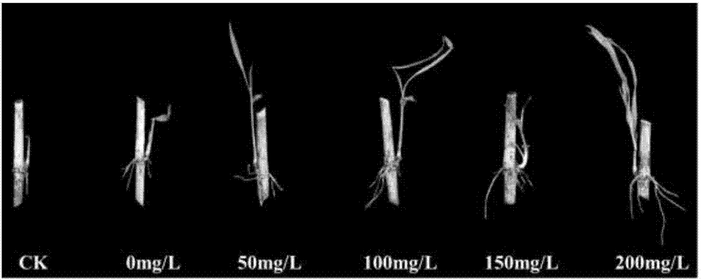 Method of promoting fast and healthy cutting and rooting of hybrid napiergrass Guimu No.1