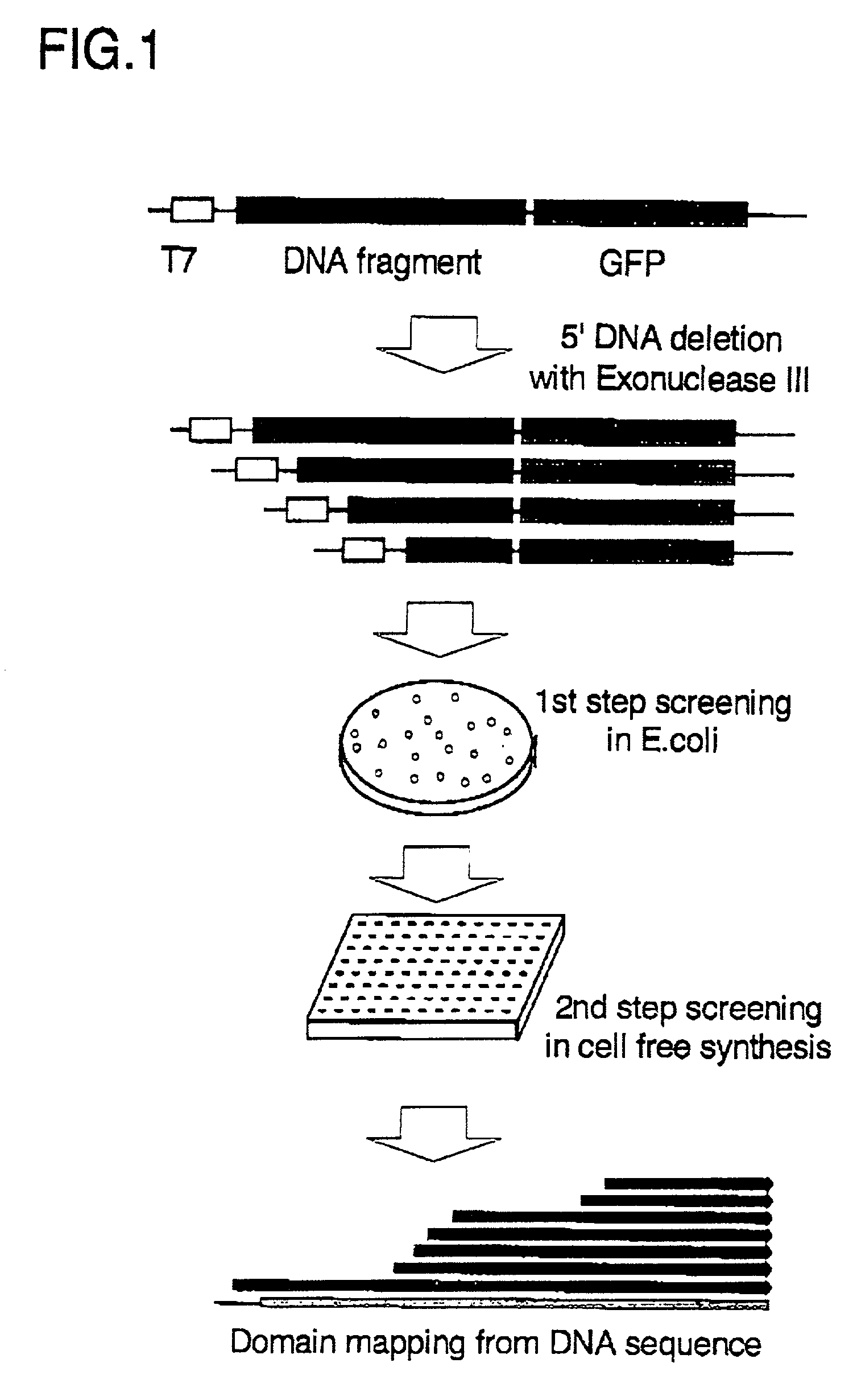 Methods for producing protein domains and analyzing three dimensional structures of proteins by using said domains