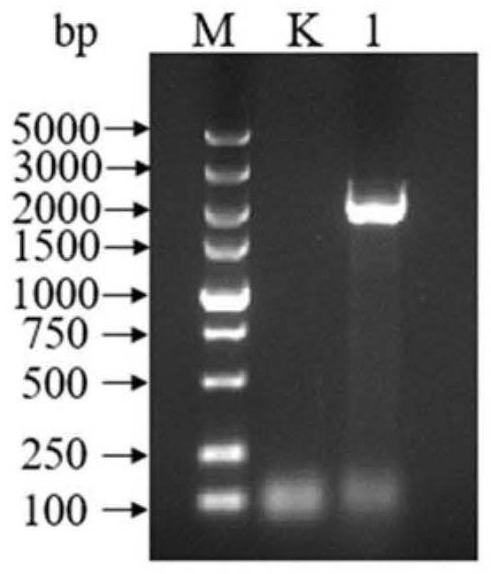 Saccharopolyspora hordei sourced copper-containing amine oxidase capable of degrading biogenic amine and application thereof