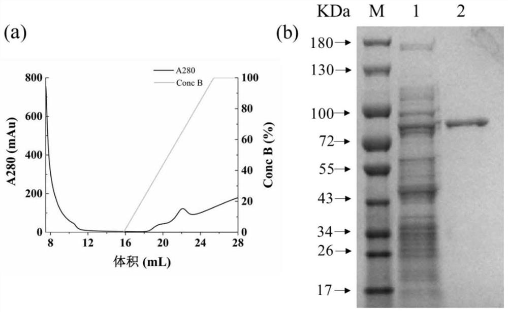 Saccharopolyspora hordei sourced copper-containing amine oxidase capable of degrading biogenic amine and application thereof
