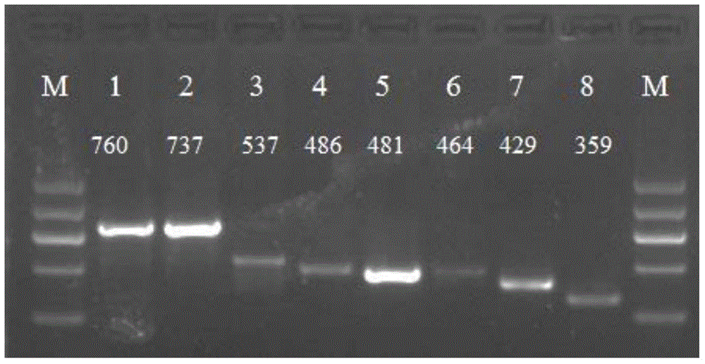 PCR method and kit for synchronously identifying animal-derived ingredients