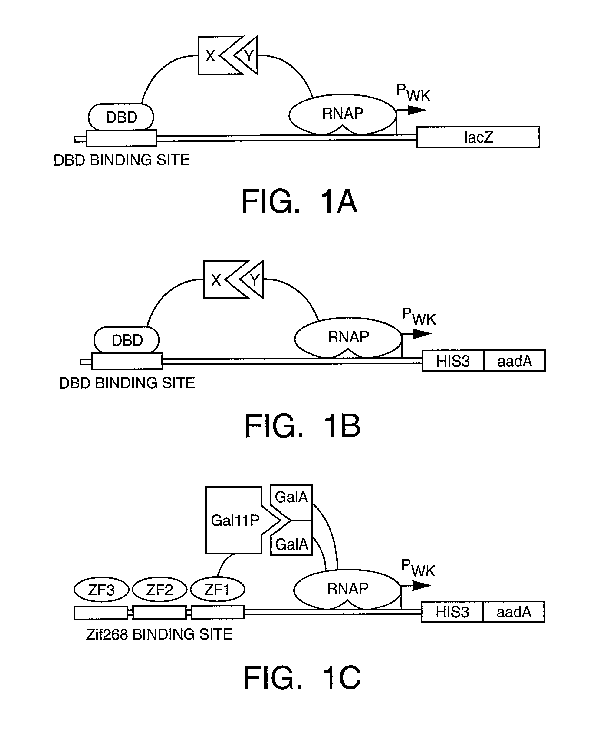 Methods and compositions for interaction trap assays